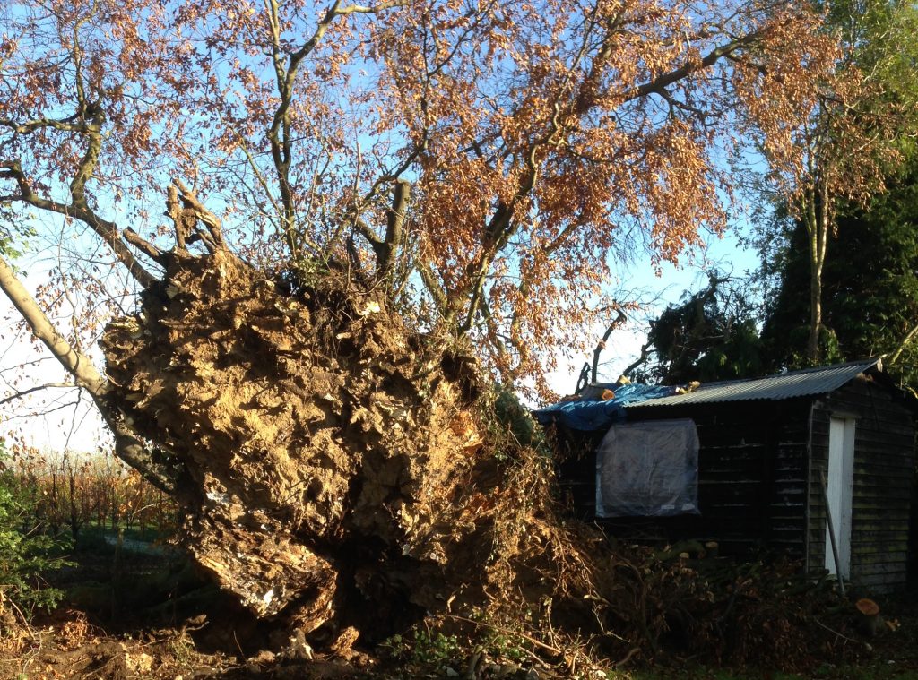 Storm Damage tidy up