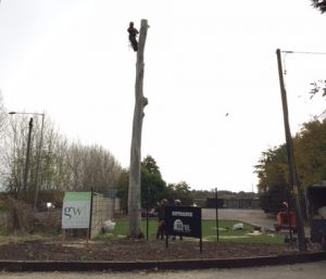 services tree felling in kent
